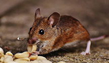 24 Hour & Emergency Exterminators in Marysvale, UT